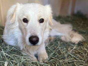 Great Pyrenees Dogs Available for Adoption in Durango, Colorado - Larry | PetCurious