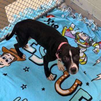 Pit Bull Terrier Dogs Available for Adoption - Starlight | PetCurious