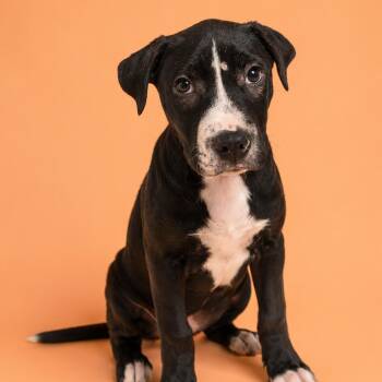 Loki -  Labrador Retriever and Pit Bull Terrier Dog for Adoption in Martinez, California - Loki | PetCurious