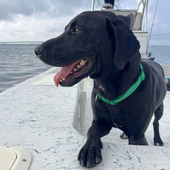 Niko -  Black Labrador Retriever Dog for Adoption in Corpus Christi, Texas - Niko | PetCurious