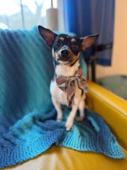Chihuahua Dogs Available for Adoption - Blaze Rocket | PetCurious