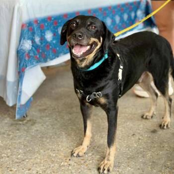Charlie Parker -  Shepherd and Hound Dog for Adoption in Abbotsford, British Columbia - Charlie Parker | PetCurious