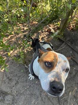 Mixed Breed Dogs Available for Adoption in Palmetto, Florida - TEDDY | PetCurious