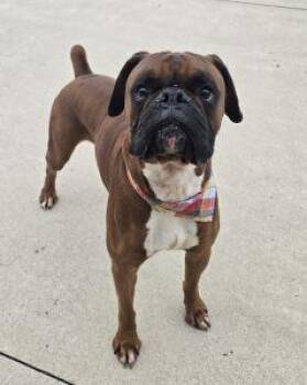 Spirit -  Boxer Dog for Adoption in Bucyrus, Ohio - Spirit | PetCurious
