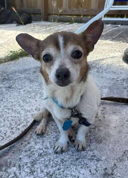 Rescue Chihuahua Dogs for Adoption in Kingsville, Texas - Hillary | PetCurious