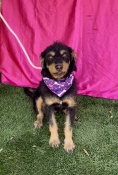 Terrier Dogs Available for Adoption in Rowland Heights, California - NELLIE | PetCurious