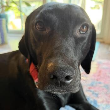 Otto -  Labrador Retriever Dog for Adoption in San Francisco, California - Otto | PetCurious