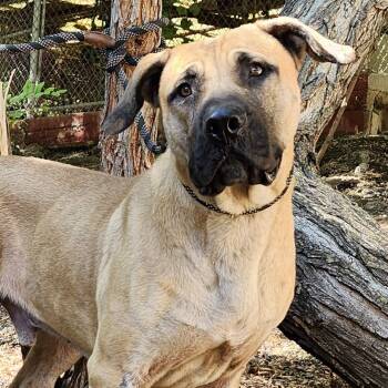 Rescue Mastiff Dogs for Adoption in Burbank, California - Stanley | PetCurious