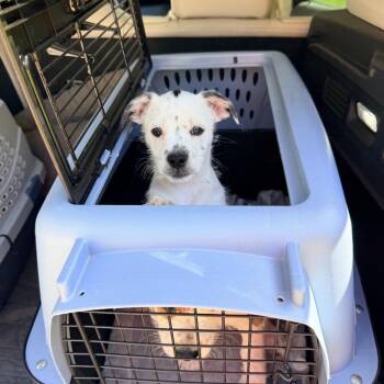 Morel -  Chihuahua and Shih Tzu Dog Available for Adoption - Morel | PetCurious
