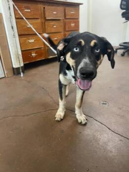 Westley -  Australian Cattle Dog Blue Heeler and German Shepherd Dog Dog for Adoption in Chico, California - Westley | PetCurious