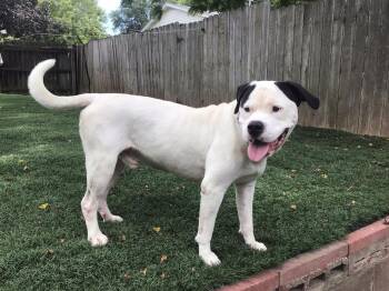 Rescue Bulldog Dogs for Adoption in Sioux City, Iowa - Sloth | PetCurious