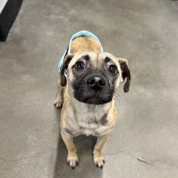 Jack Russell Terrier and Mixed Breed Dogs Available for Adoption in Tampa, Florida - Little One | PetCurious