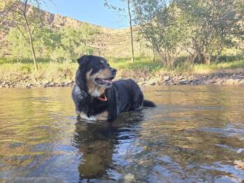 Taco (Tank) -  Shepherd Dog for Adoption in Carr, Colorado - Taco (Tank) | PetCurious