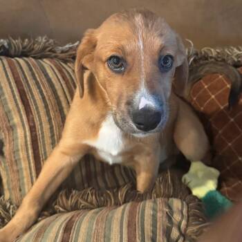 Oregon -  Collie and Beagle Dog for Adoption - Oregon | PetCurious