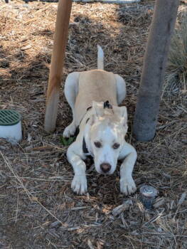 Rescue Husky and American Staffordshire Terrier Dogs for Adoption in San Diego, California - Akari | PetCurious