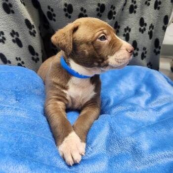 Cinnamon Roll -  Labrador Retriever and Mixed Breed Dog for Adoption in North Battleford, Saskatchewan - Cinnamon Roll | PetCurious