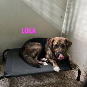 Lola - The Sweet Girl With a Sad Past -  Labrador Retriever and Plott Hound Dog for Adoption in Houston, Texas - Lola - The Sweet Girl With A Sad Past | PetCurious