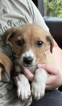 Corgi Dogs Available for Adoption in Zimmerman, Minnesota - Creek | PetCurious