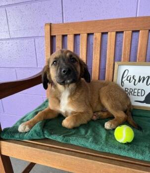 Shepherd and Golden Retriever Dogs Available for Adoption in North Prairie, Wisconsin - **GERDA** | PetCurious