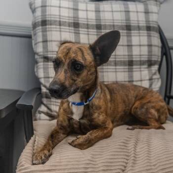 Arrow -  Chihuahua and Dachshund Dog Available for Adoption in Pawling, New York - Arrow | PetCurious