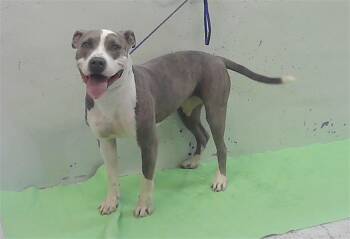 DONNA -  Staffordshire Bull Terrier and Mixed Breed Dog for Adoption in Houston, Texas - DONNA | PetCurious
