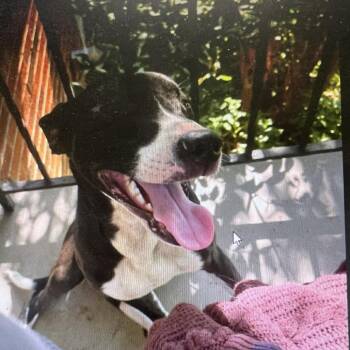 Rescue Mixed Breed Dogs for Adoption in Huntington, West Virginia - Luca | PetCurious