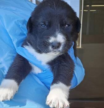 Great Pyrenees Dogs Available for Adoption in Kennewick, Washington - Haze | PetCurious