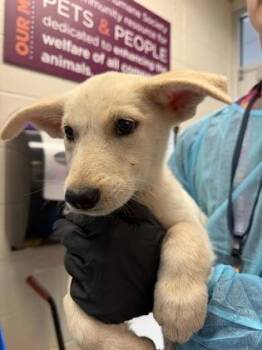 Lyric -  Mixed Breed Dog for Adoption in Wichita, Kansas - Lyric | PetCurious
