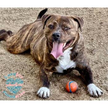Bosche -  Pit Bull Terrier Dog for Adoption in Inglewood, California - Bosche | PetCurious