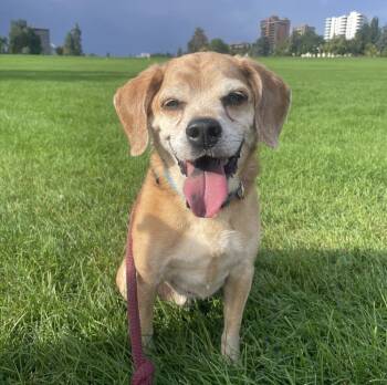 Rescue Pug and Beagle Dogs for Adoption in Foxfield, Colorado - Mike | PetCurious