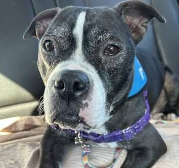 Pit Bull Terrier and Mixed Breed Dogs Available for Adoption - Lulu | PetCurious
