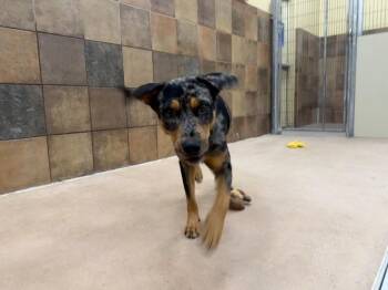 Kiwano -  Catahoula Leopard Dog and Mixed Breed Dog for Adoption in Fort Collins, Colorado - Kiwano | PetCurious
