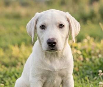 Dandenault / Jimmy -  Labrador Retriever and Mixed Breed Dog for Adoption in Broomfield, Colorado - Dandenault / Jimmy | PetCurious