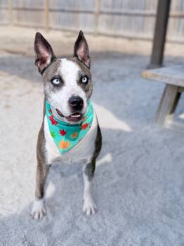 Rescue Mixed Breed Dogs for Adoption in Muskegon, Michigan - Pup | PetCurious