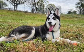 Siberian Husky Dogs Available for Adoption in Charlotte, North Carolina - FABIAN | PetCurious