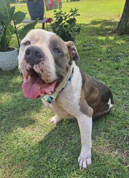 Rescue American Bully Dogs for Adoption in Pass Christian, Mississippi - Louie | PetCurious