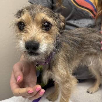 Cairn Terrier Dogs Available for Adoption - Nola | PetCurious