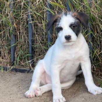Schnauzer and Jack Russell Terrier Dogs Available for Adoption in San Diego, California - VALENTINA | PetCurious