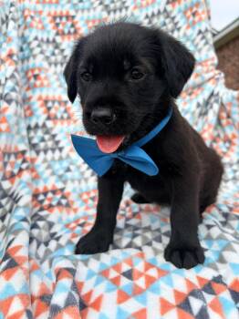 Mixed Breed and Golden Retriever Dogs Available for Adoption in Bellingham, Washington - Dove | PetCurious