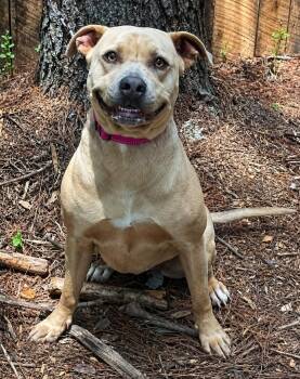 Silky -  Pit Bull Terrier and Mixed Breed Dog for Adoption in Savage, Minnesota - Silky | PetCurious
