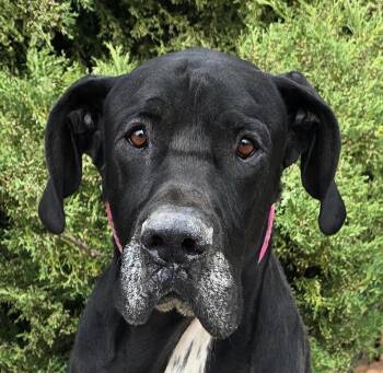 Dedicated Dude - GREAT Dane -  Great Dane Dog for Adoption in North Valley, New Mexico - Dedicated Dude - GREAT Dane | PetCurious