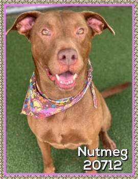 NUTMEG (also see GANDOLF) -  Chocolate Labrador Retriever Dog for Adoption in Marietta, Georgia - NUTMEG (also See GANDOLF) | PetCurious