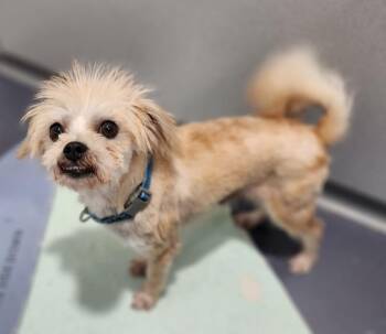 Wesley -  Shih Tzu Dog for Adoption in Walnutport, Pennsylvania - Wesley | PetCurious