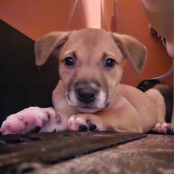 Mooo -  Mixed Breed and Shepherd Dog for Adoption in Durham, North Carolina - Mooo | PetCurious