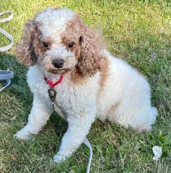Bobby -  Miniature Poodle Dog for Adoption in Orland Park, Illinois - Bobby | PetCurious