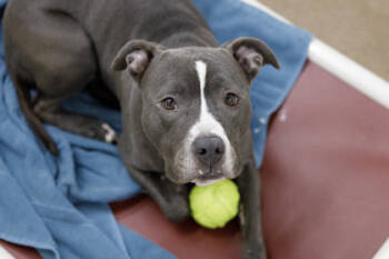 Rescue Pit Bull Terrier and Mixed Breed Dogs for Adoption in Golden Valley, Minnesota - Tikka | PetCurious