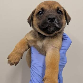 Mixed Breed Dogs Available for Adoption - Red | PetCurious