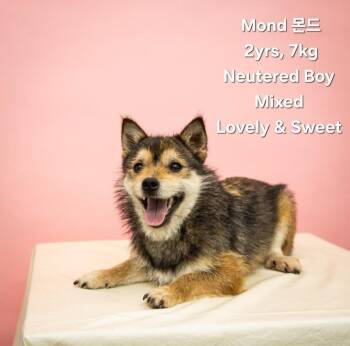 Mond -  Mixed Breed Dog for Adoption in New York, New York - Mond | PetCurious