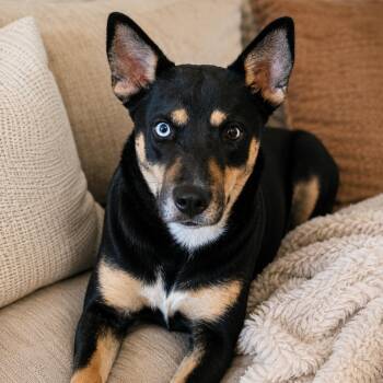Dottie - Beautiful Girl, Loves Kisses and Hugs, Affectionate and -  Shepherd and Collie Dog for Adoption in Houston, Texas - Dottie - Beautiful Girl, Loves Kisses And Hugs, Affectionate And | PetCurious