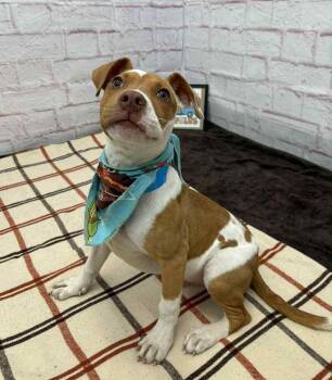 Rescue American Staffordshire Terrier Dogs for Adoption - Turk | PetCurious